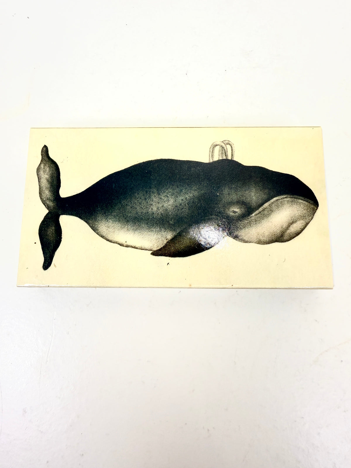 Sailing Ship & Whale Matches